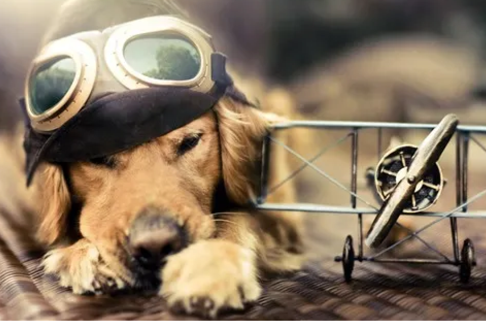 Un chien déguissé en pilote d'avion